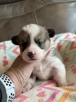 Dolly, a female Pembroke Welsh Corgi for sale in Springfield, MO – Photo 7 of 10