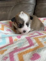 Dolly, a female Pembroke Welsh Corgi for sale in Springfield, MO – Photo 4 of 10