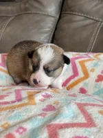 Dolly, a female Pembroke Welsh Corgi for sale in Springfield, MO – Photo 1 of 10