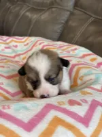 Dolly, a female Pembroke Welsh Corgi for sale in Springfield, MO – Photo 2 of 10