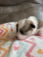 Dolly, a female Pembroke Welsh Corgi for sale in Springfield, MO – Photo 5 of 10