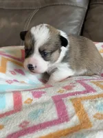 Dolly, a female Pembroke Welsh Corgi for sale in Springfield, MO – Photo 9 of 10