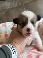 Dolly, a female Pembroke Welsh Corgi for sale in Springfield, MO – Photo 8 of 10