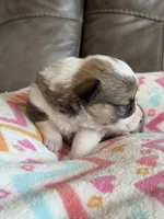 Dolly, a female Pembroke Welsh Corgi for sale in Springfield, MO – Photo 10 of 10