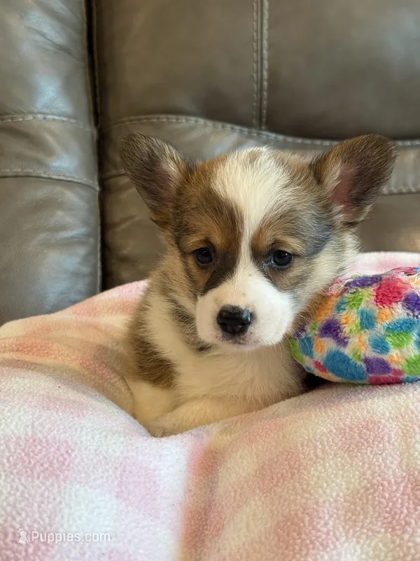 Dolly – Pembroke Welsh Corgi puppy for sale in Springfield, MO