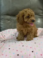 Gina, a female Cavapoo for sale in Springfield, MO – 2 of 9