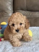 Ian, a male Cavapoo for sale in Springfield, MO – 10 of 10