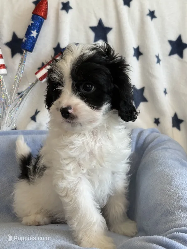 Jasper – Cavapoo puppy for sale in Springfield, MO