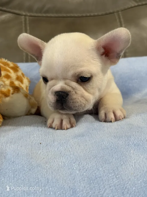 Alvin – French Bulldog puppy for sale in Springfield, MO