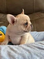Abby, a female French Bulldog for sale in Springfield, MO – 8 of 10