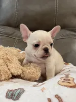 Alex, a male French Bulldog for sale in Springfield, MO – 10 of 10