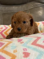 Gina, a female Cavapoo for sale in Springfield, MO – 5 of 10