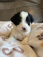 Jasper, a male Cavapoo for sale in Springfield, MO – 5 of 7