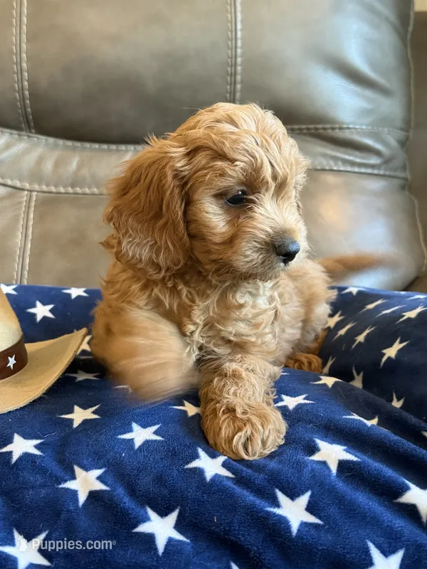 Griffin – Cavapoo puppy for sale in Springfield, MO