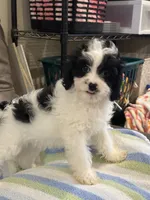 Jasper, a male Cavapoo for sale in Springfield, MO – 3 of 10