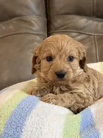Gizmo, a male Cavapoo for sale in Springfield, MO – 2 of 9