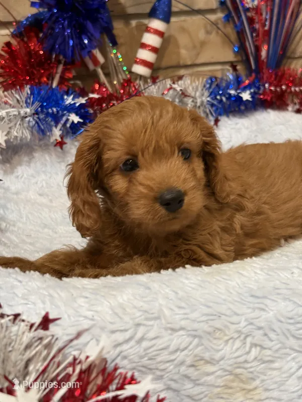 George – Cavapoo puppy for sale in Springfield, MO