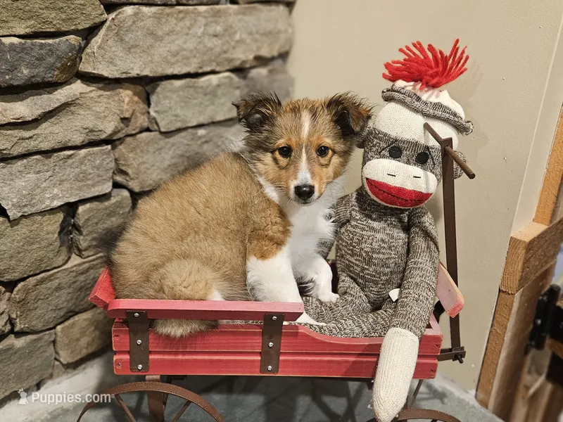 Tally – Shetland Sheepdog puppy for sale in Quarryville, PA