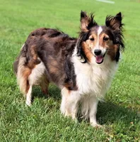 Tally, a female Shetland Sheepdog for sale in Quarryville, PA – Photo 4 of 5