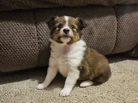 Tally, a female Shetland Sheepdog for sale in Quarryville, PA – Photo 2 of 5