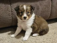 Tally, a female Shetland Sheepdog for sale in Quarryville, PA – Photo 1 of 5