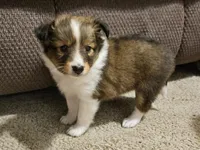 Tally, a female Shetland Sheepdog for sale in Quarryville, PA – Photo 3 of 5