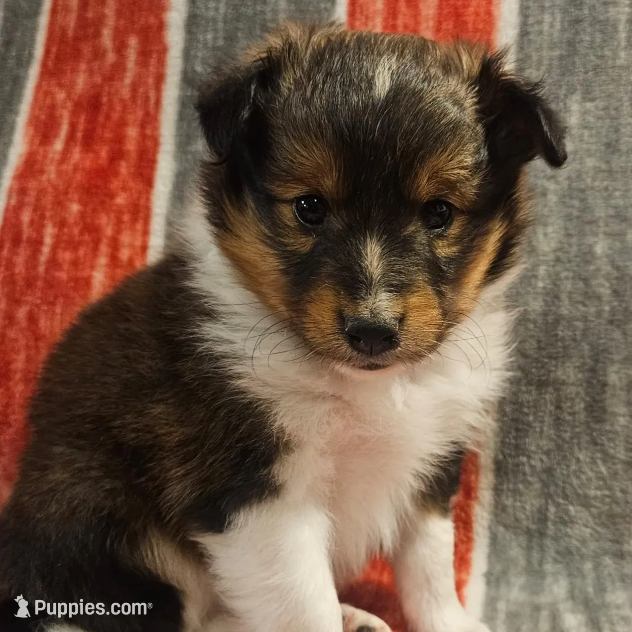 Tucker – Shetland Sheepdog puppy for sale in Quarryville, PA