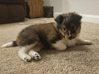 Tucker, a male Shetland Sheepdog for sale in Quarryville, PA – Photo 7 of 7