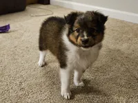 Tucker, a male Shetland Sheepdog for sale in Quarryville, PA – Photo 5 of 7