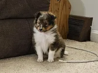 Tucker, a male Shetland Sheepdog for sale in Quarryville, PA – Photo 4 of 7