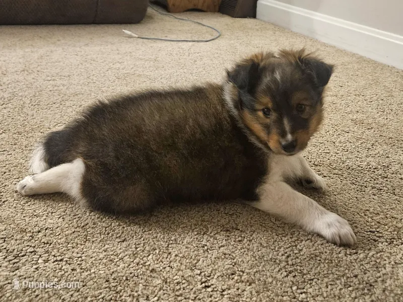 Tucker – Shetland Sheepdog puppy for sale in Quarryville, PA
