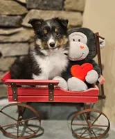 Max, a male Shetland Sheepdog for sale in Quarryville, PA – Photo 1 of 5