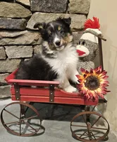 Max, a male Shetland Sheepdog for sale in Quarryville, PA – Photo 2 of 5