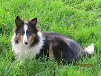 Max, a male Shetland Sheepdog for sale in Quarryville, PA – Photo 4 of 5