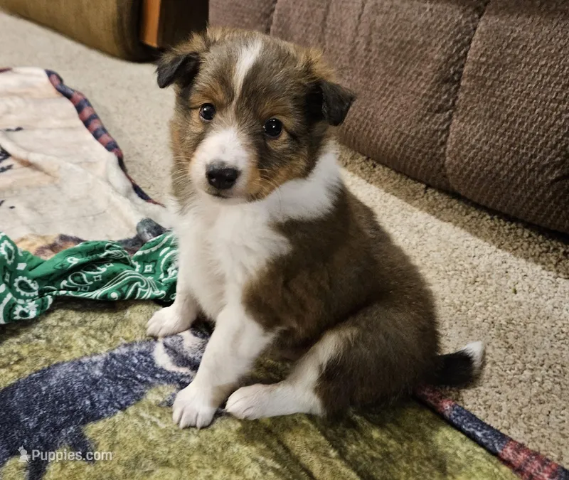 Tanner, a male Shetland Sheepdog for sale in Quarryville, PA – Photo 1 of 6