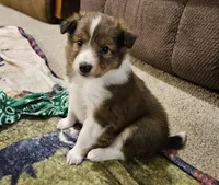 Tanner, a male Shetland Sheepdog for sale in Quarryville, PA – Photo 1 of 6