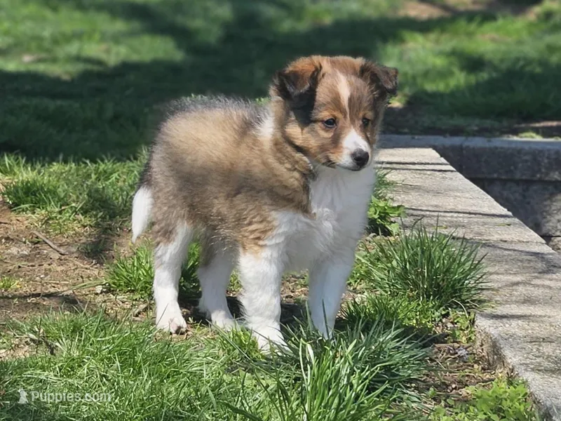 Tanner – Shetland Sheepdog puppy for sale in Quarryville, PA