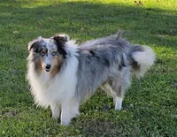 Tanner, a male Shetland Sheepdog for sale in Quarryville, PA – Photo 6 of 6