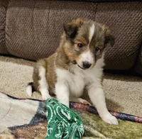 Tanner, a male Shetland Sheepdog for sale in Quarryville, PA – Photo 2 of 6