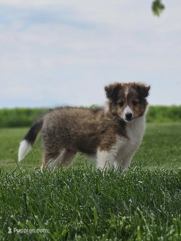 Tanner, a male Shetland Sheepdog for sale in Quarryville, PA – Photo 1 of 8
