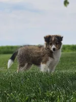 Tanner, a male Shetland Sheepdog for sale in Quarryville, PA – Photo 1 of 8
