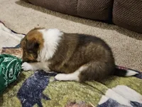 Tanner, a male Shetland Sheepdog for sale in Quarryville, PA – Photo 4 of 6