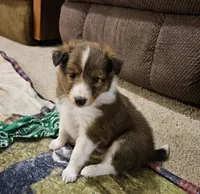 Tanner, a male Shetland Sheepdog for sale in Quarryville, PA – Photo 3 of 6