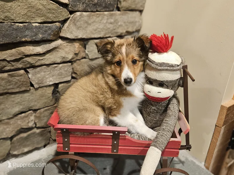 Tanner – Shetland Sheepdog puppy for sale in Quarryville, PA