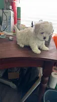 Sunshine , a male Maltese and Shih Tzu for sale in Coward, SC – 2 of 2
