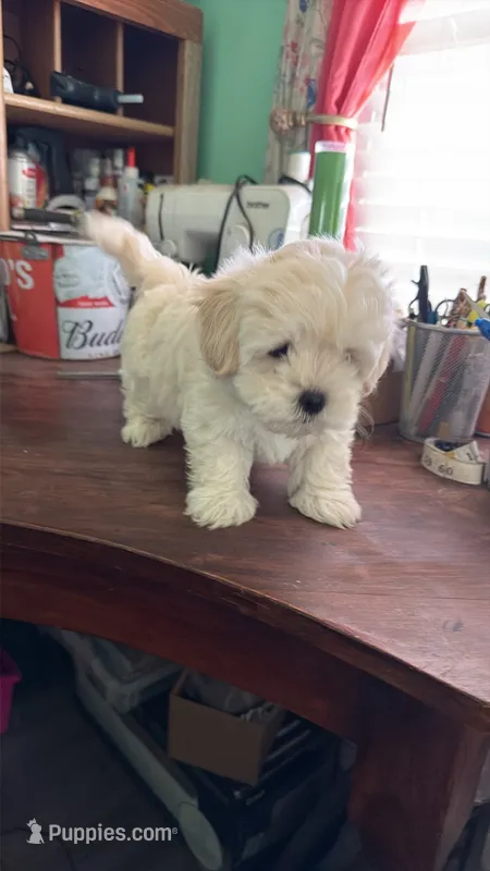 Sunshine  – Maltese, Shih Tzu puppy for sale in Coward, SC