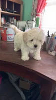 Sunshine , a male Maltese and Shih Tzu for sale in Coward, SC – 1 of 2