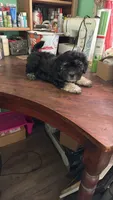 Moonlight , a male Maltese and Shih Tzu for sale in Coward, SC – 2 of 2
