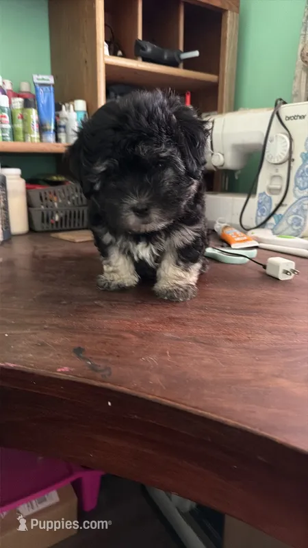 Moonlight  – Maltese, Shih Tzu puppy for sale in Coward, SC