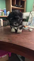 Moonlight , a male Maltese and Shih Tzu for sale in Coward, SC – 1 of 2